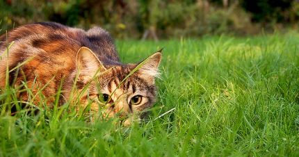 cat-stalking-in-grass